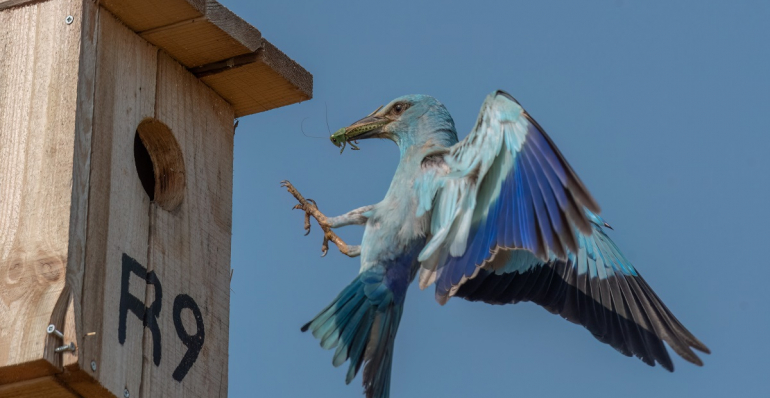 MONITORING THE NEST BOXES FOR RED-FOOTED FALCONS AND EUROPEAN ROLLERS